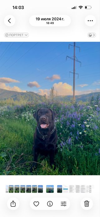 Выставочный лабродор ищет невесту