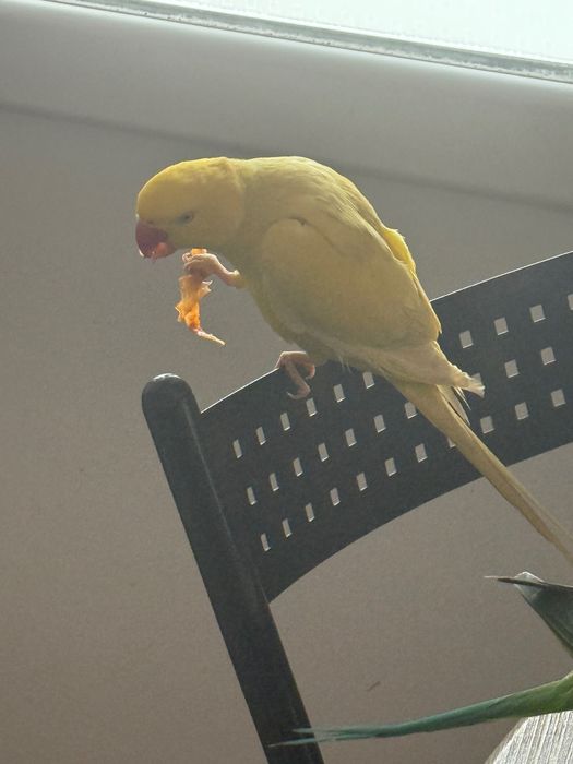 Papagal micul Alexander