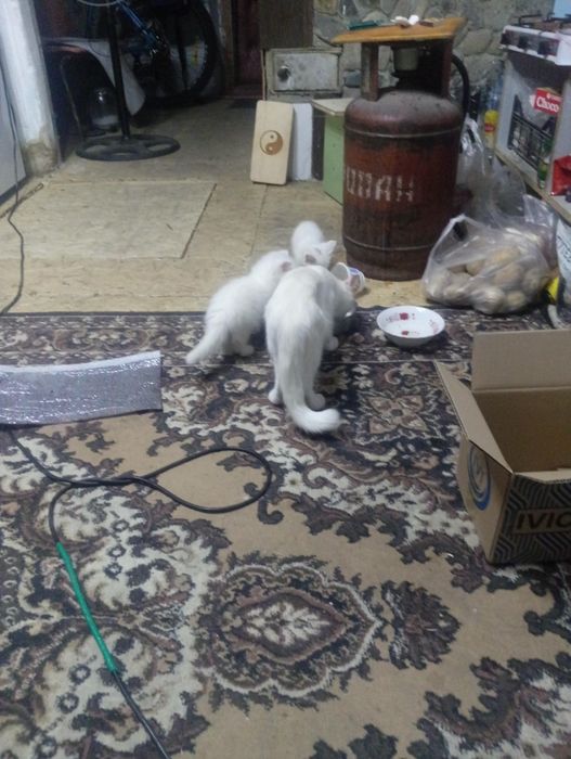 Бесплатно отдам котят