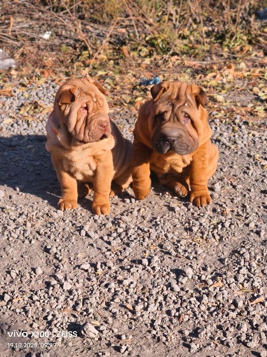 Очаровательные щенки шарпея.