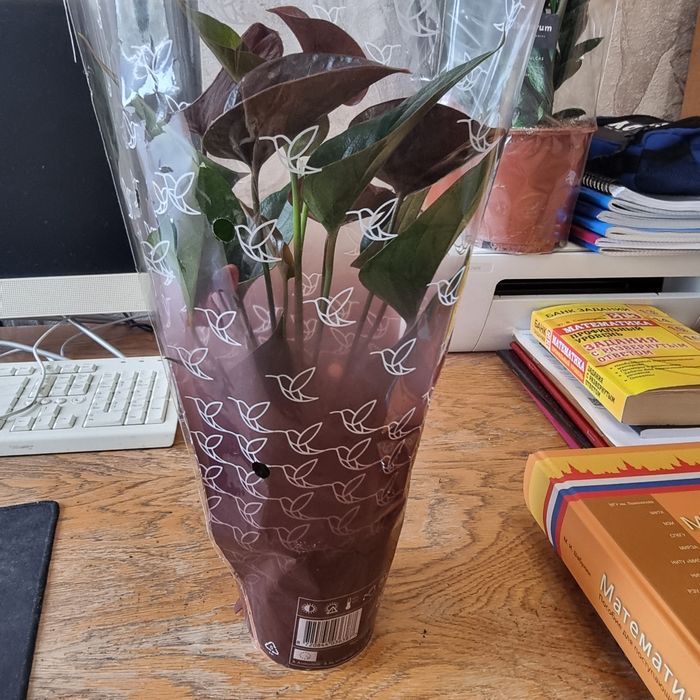 Антуриум Paris Black