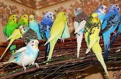 Продам попугай молодые волнистые