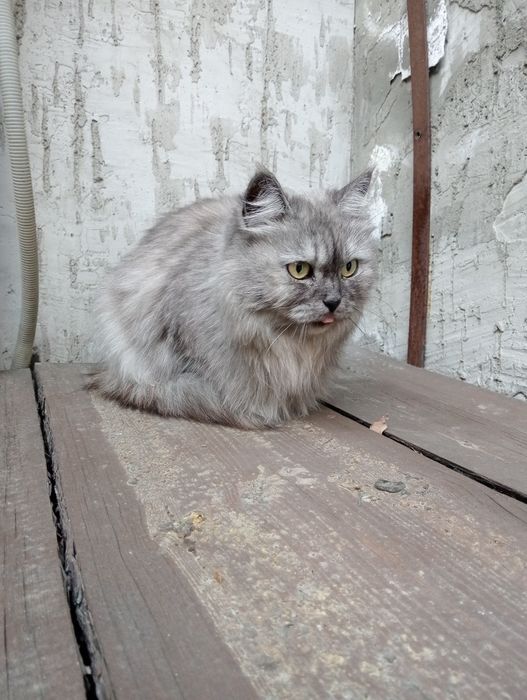 Отдаётся кошка только в надёжные руки