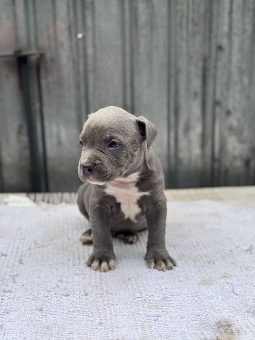 Mascul amstaff blue rasa pura