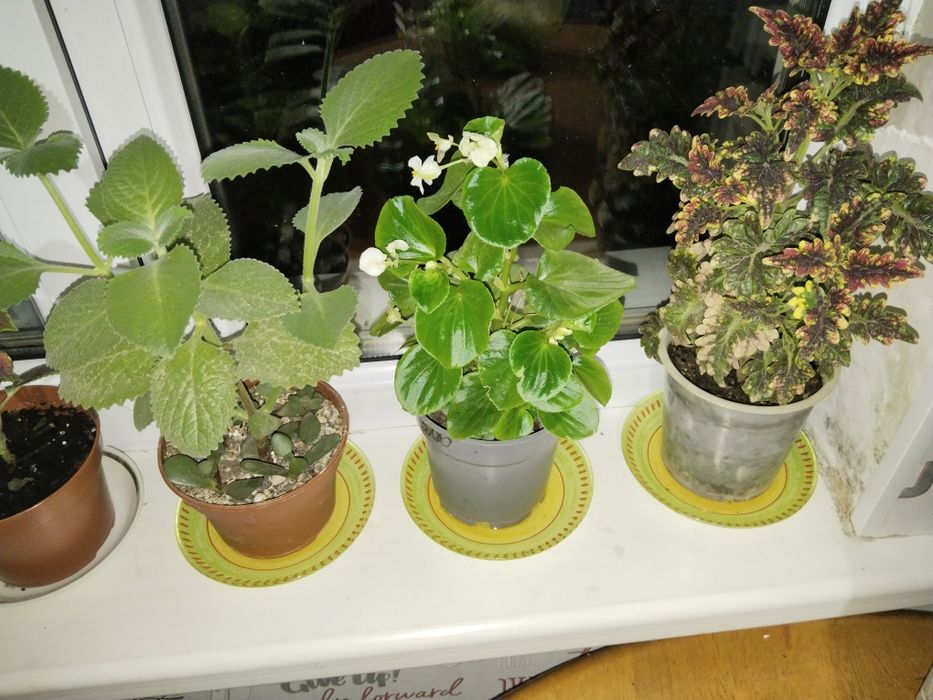 Продам цветы разные от 5000