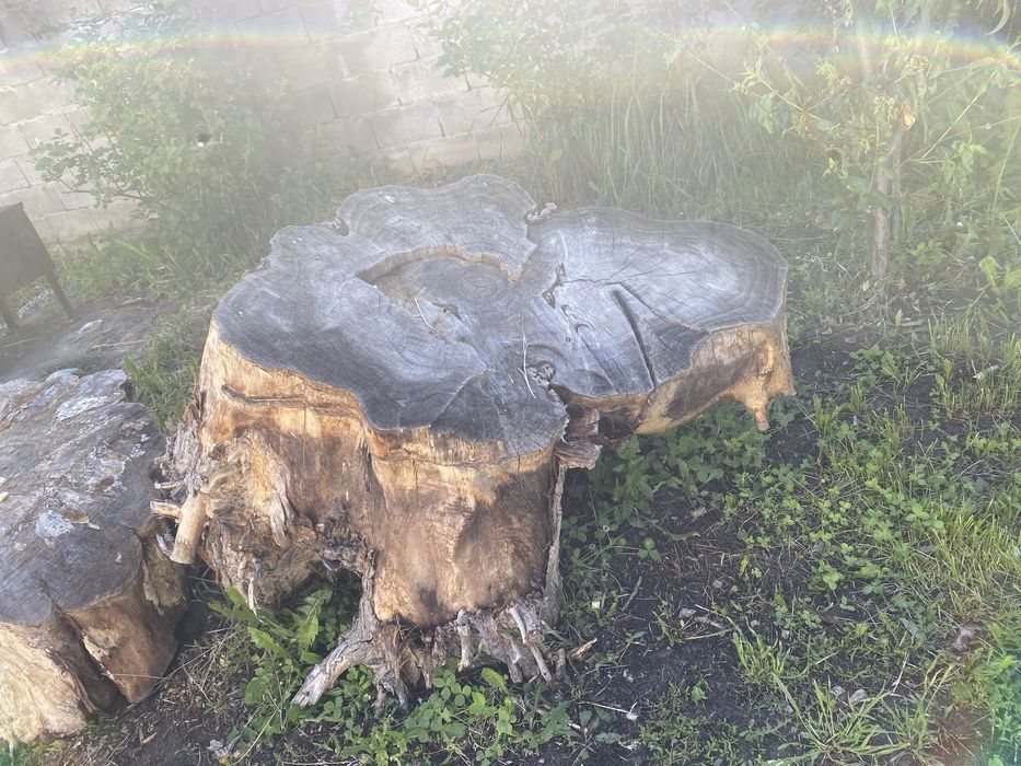 Бғмплатно пеньки сухие