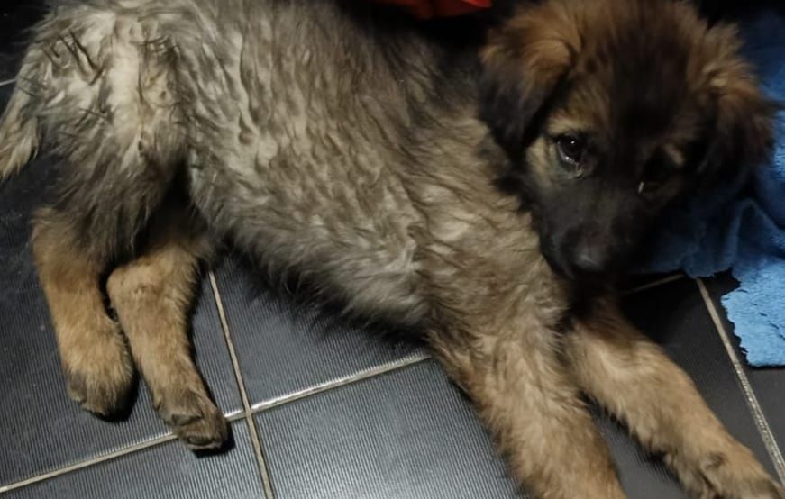 Отдам щенка в добрые руки