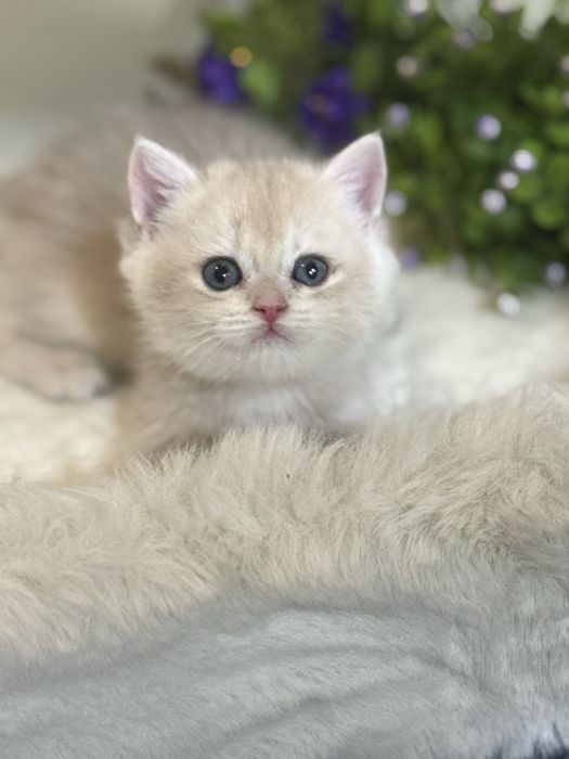 Продается чистокровный британский котенок ау12