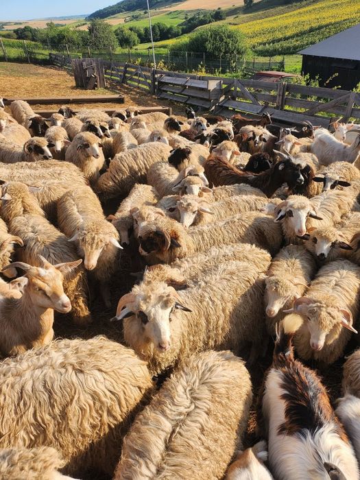 Vând 180 oi cu lapte – Bâle și Breze – 850 lei/buc