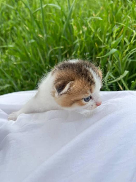 Котята веслоухие