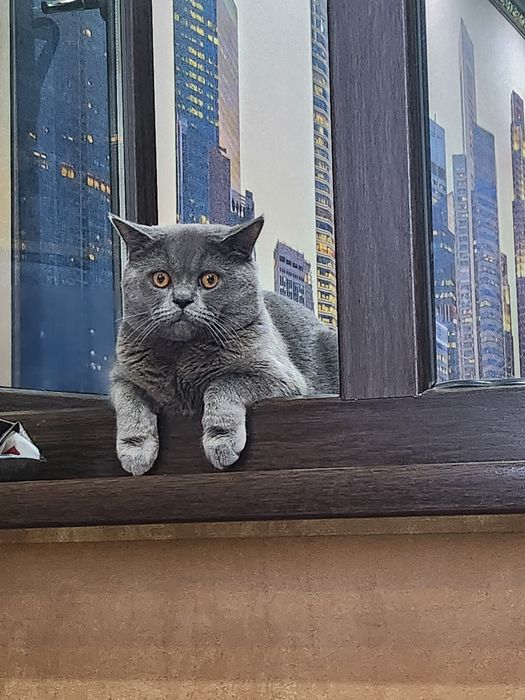 Vyazkaga Mushuk BRITISH FOLD