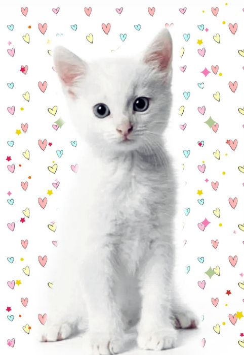 Srochniy sotiladi toza paroda