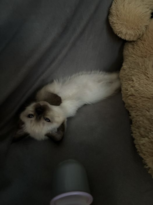 котенок отдам бесплатно,девочка
