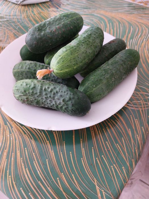 Продам свежие огурцы
