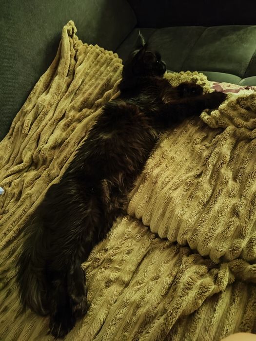 ‼️ Срочно ‼️Кот Мейн кун  полидакт приглашает на вязку