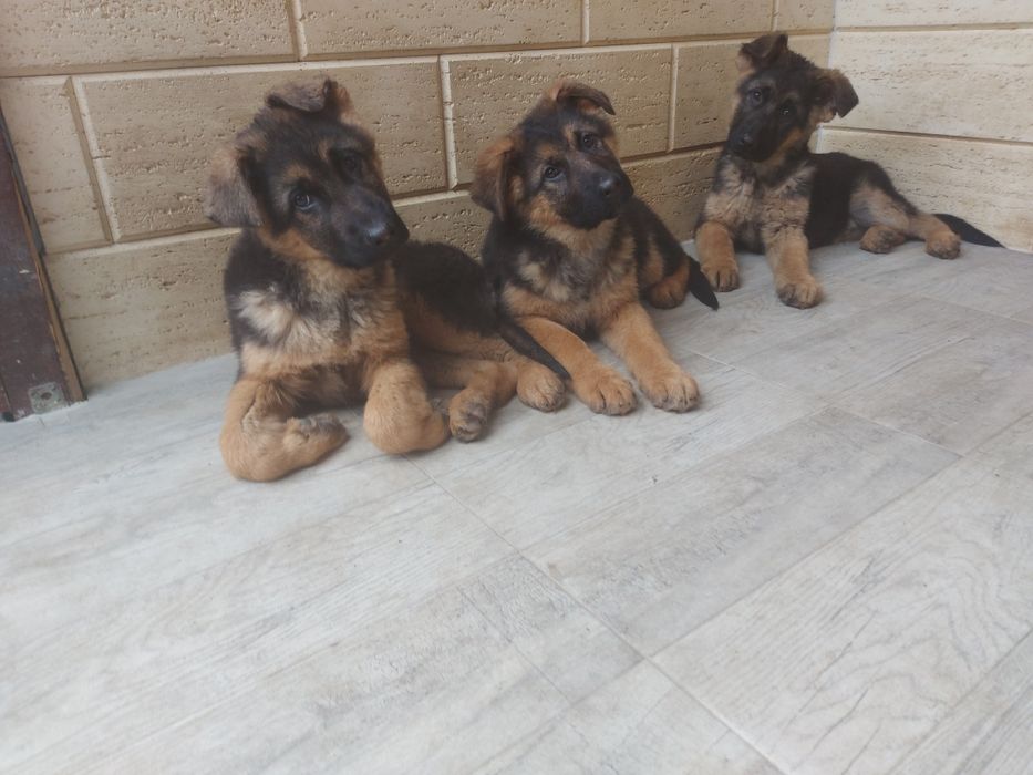 Pui ciobanesc german cu pedigree