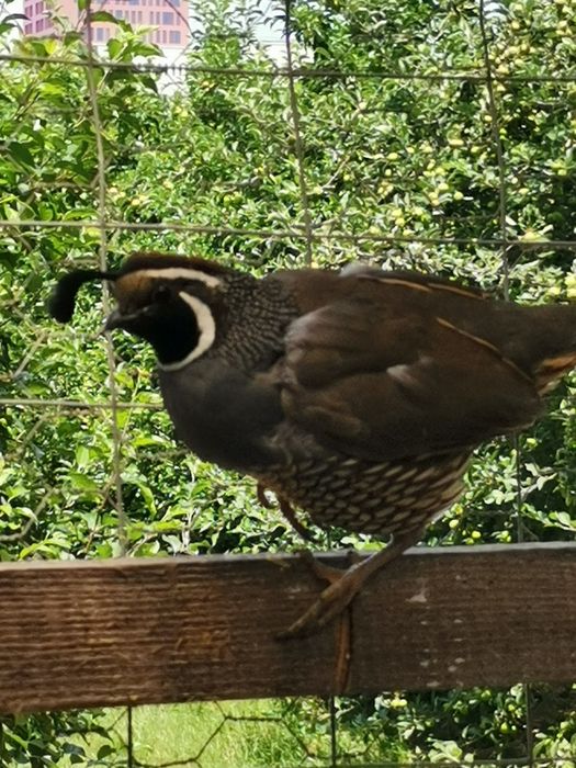 Prepelițe californiene masculi