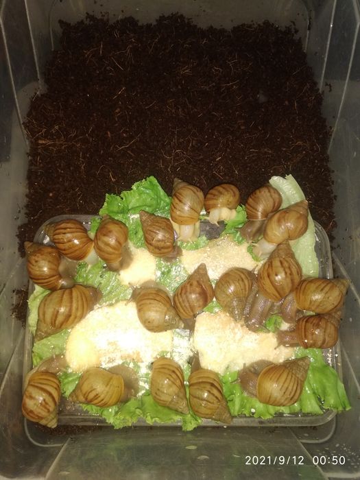 Улитки ахатина африканские