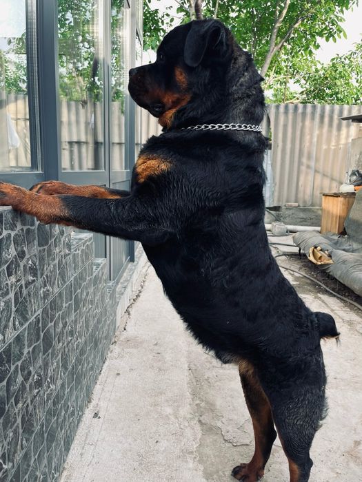 Ищу невесту, для вязки