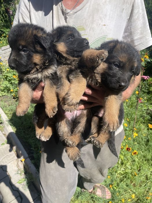 Щенки немецкой овчарки