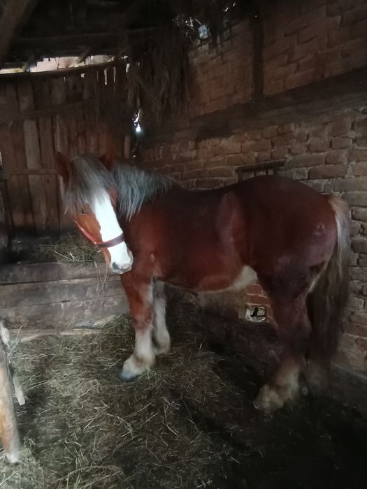 Armăsar de vânzare