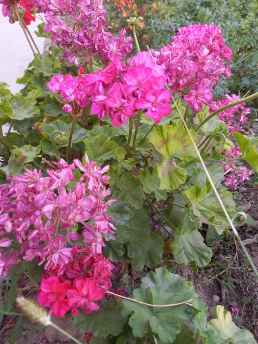 Герань горошке и отростки