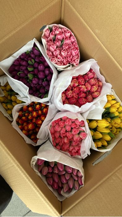 Тюльпаны Алматы 550тг шт