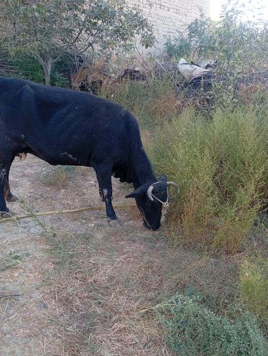 Сигир срочно сотилади