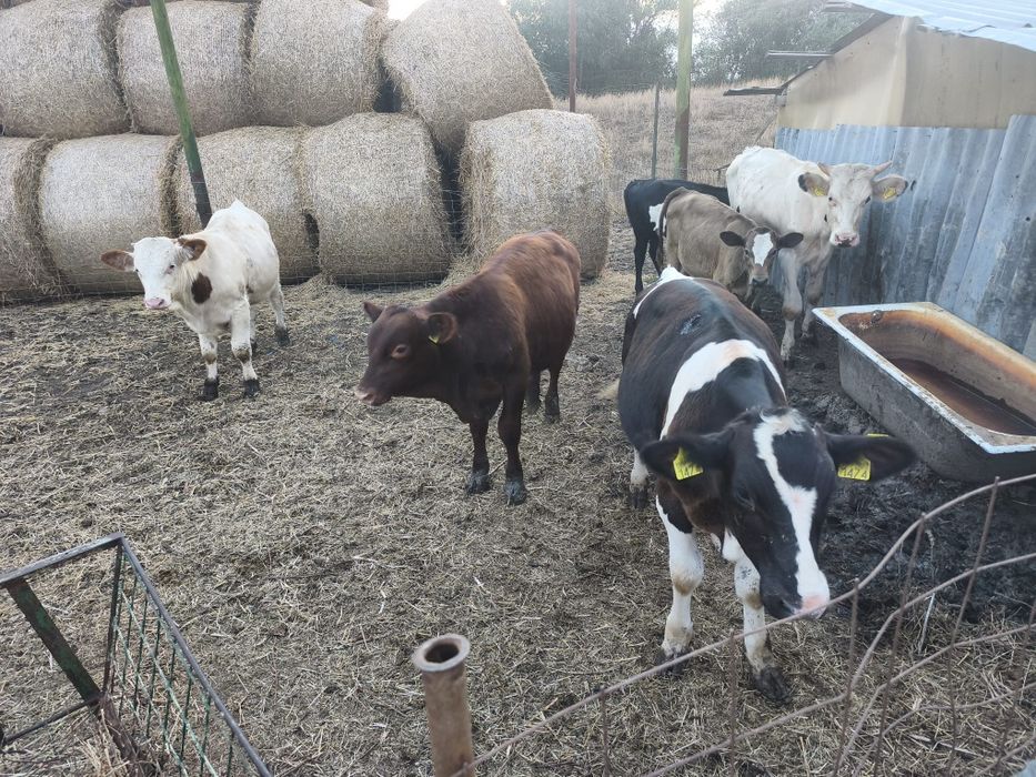 Vând viței bălțați