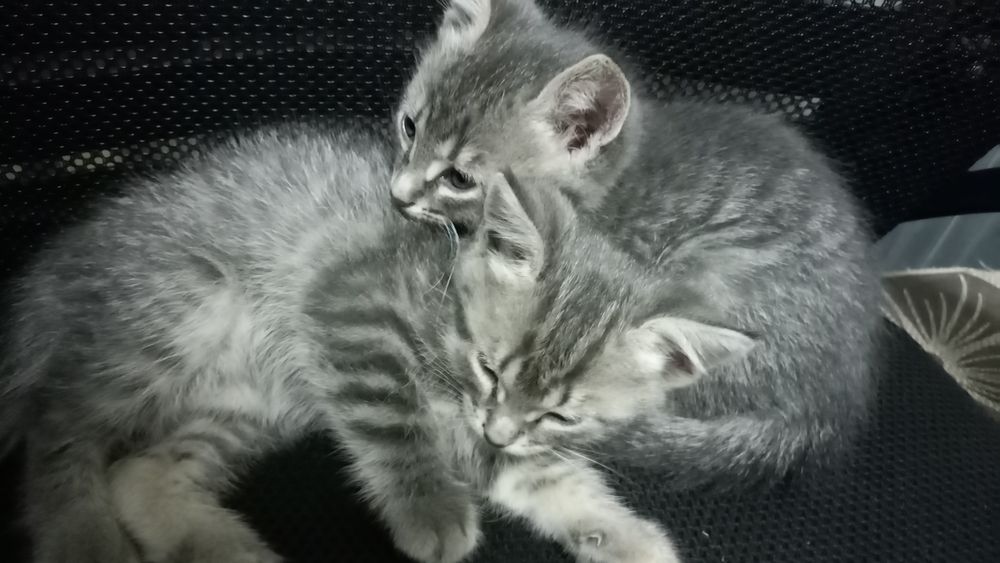 Отдам котят в добрые руки