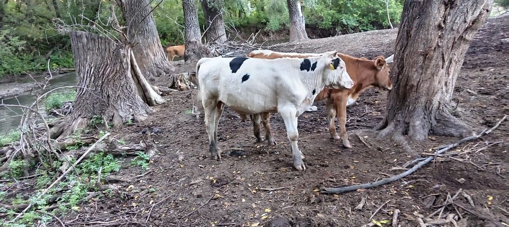 Продам. Бычок 1,5 лет