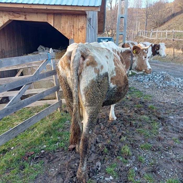 Vand vaca baltata buna de tinut