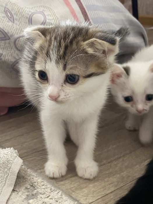 Отдам котят в добрые руки