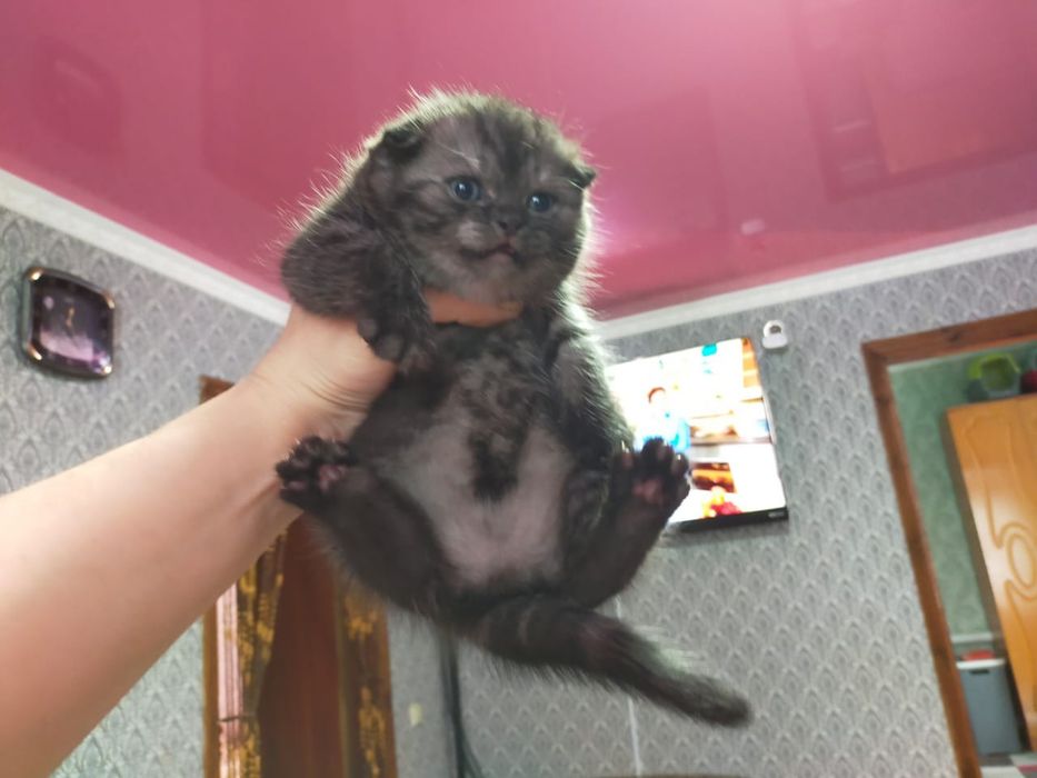 Скоттиш Фолд.  Редкого Окраса .