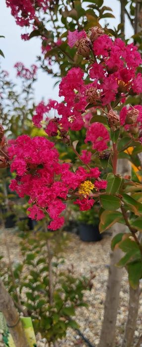 Liliac indian SUPERB