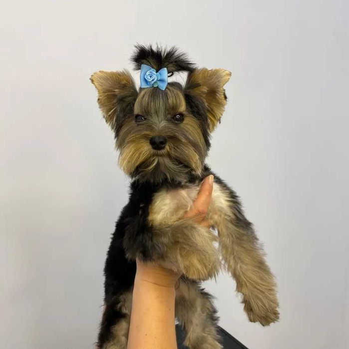 Coafor căței , grooming canin.