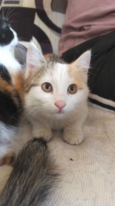 Кошки котята мысык