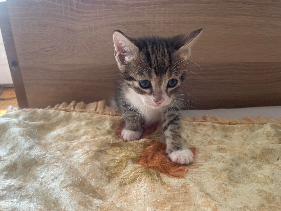 подарявам котета