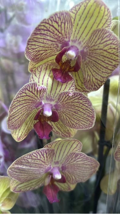 Орхидеи цветущие