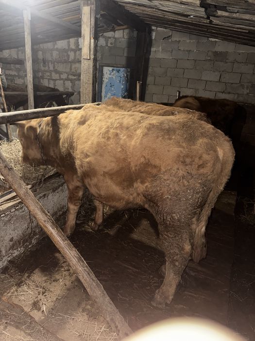 Продам бычков 6 голов полторашки (1,5)