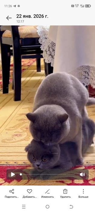 ВЯЗКА !Привозной Клубный Кот