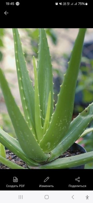 Алое лекарственный