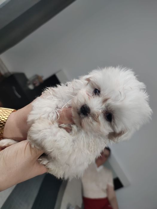 Bichon maltesse talie mică