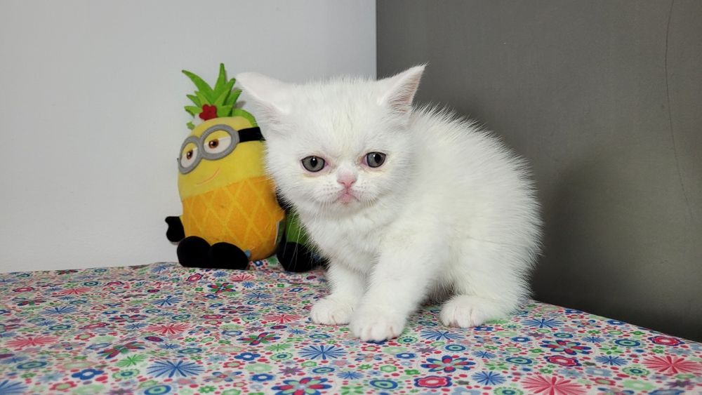 British shorthair  red point