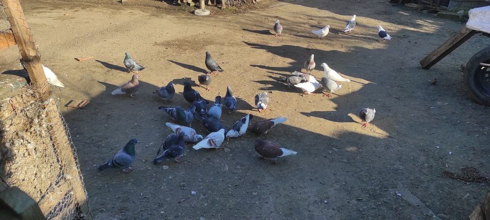 Vand porumbei  toti sunt inelati si cu bricoane