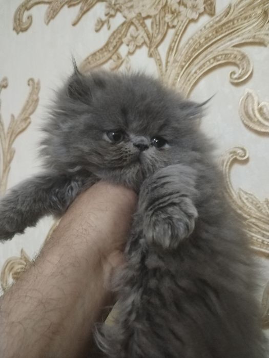 Персидские котята зксрималы