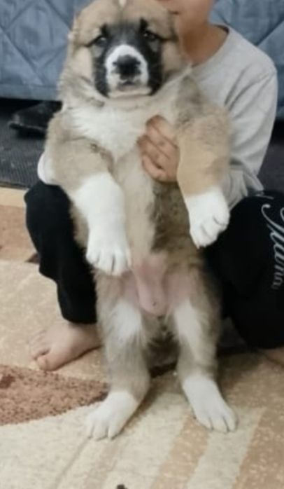 Кушык Ургашы 2айлык