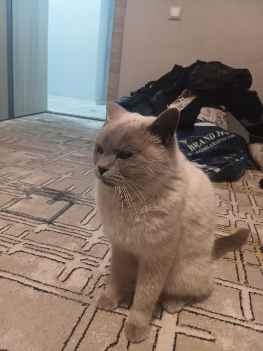 Очень хорошая кошка