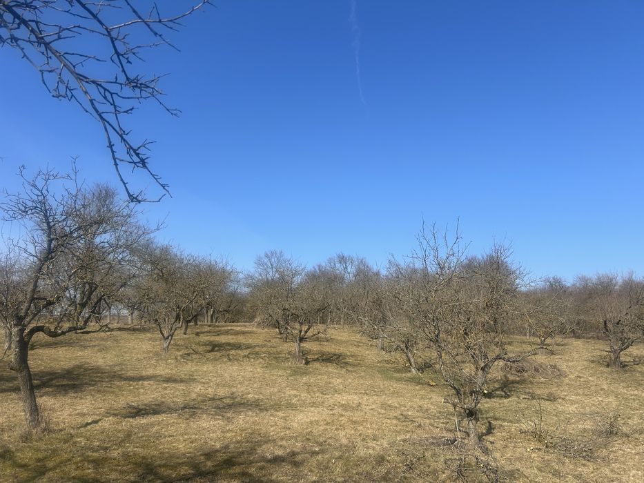 Vand Teren cu livada