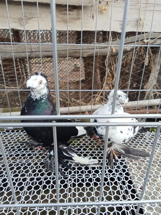 Продам голубей хороших